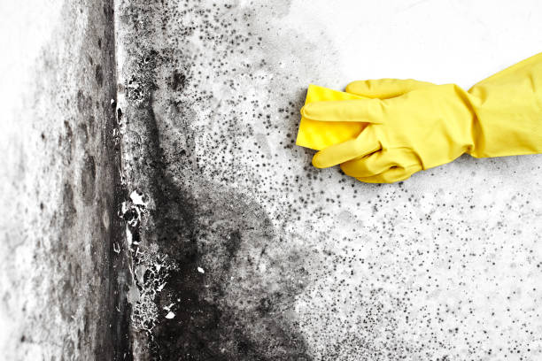 Best Mold Removal and Inspection  in Susan Moore, AL