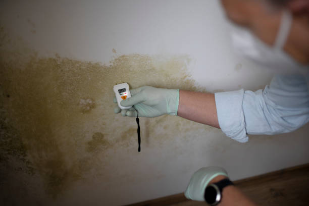Best Residential Mold Removal  in Susan Moore, AL